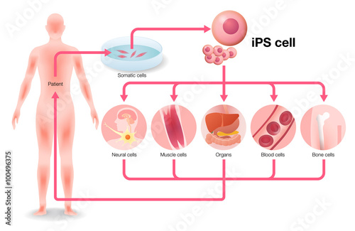 induced pluripotent stem cell (iPS cell) and regenerative medicine, vector illustration photo
