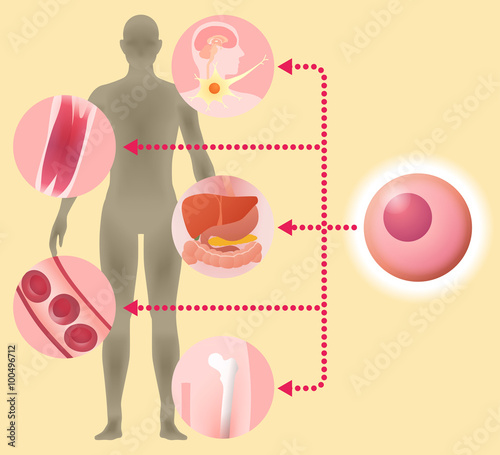 stem cell and regenerative medicine, vector illustration