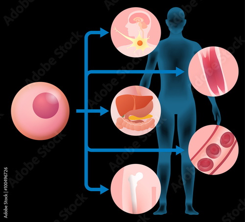 stem cell and regenerative medicine, vector illustration