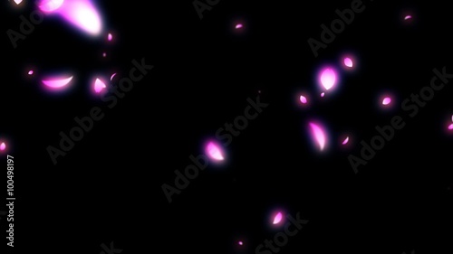 Cherry Blossoms