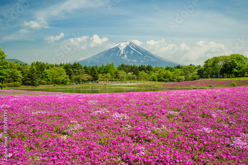 Fuji with the field of pink moss at Yamanashi, Japan