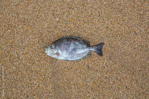 Fish died on the beach