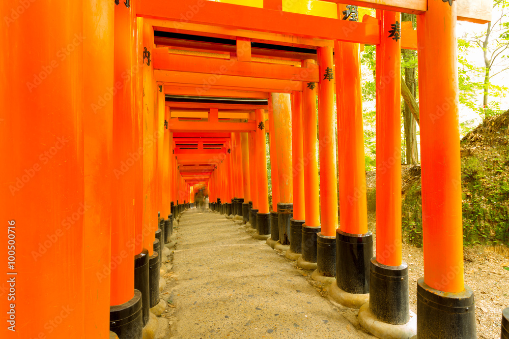 Fushimi Inari Shrine Torii Gate Gaps Forest Trees