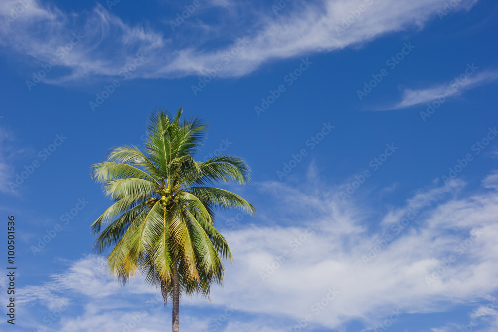 Coconut tree on blue sky background