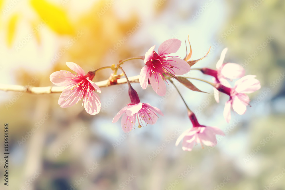Obraz premium Prunus cerasoides blossom or cherry blossom Thailand, blur and select focus