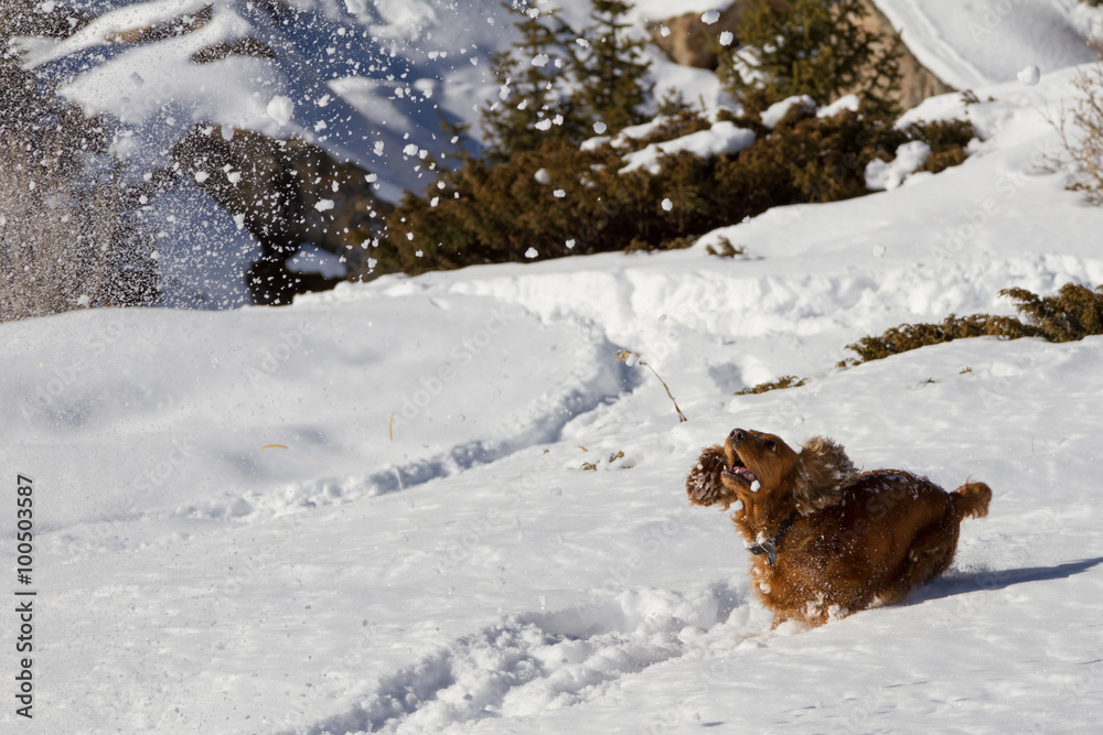 spaniel in the snow