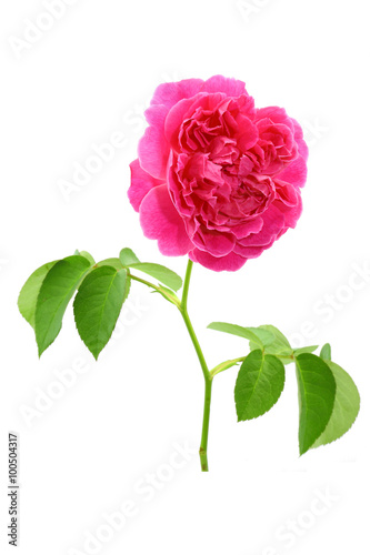 fresh rose from garden isolated on white background
