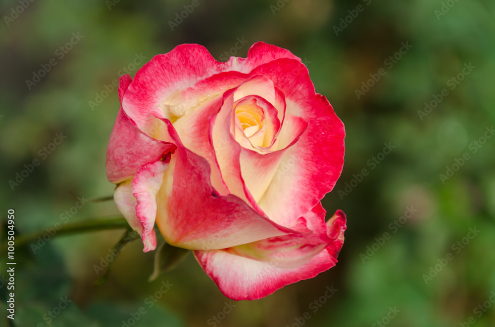 Beautiful pink rose flower with green leaves Beautiful pink rose flower with green leaves