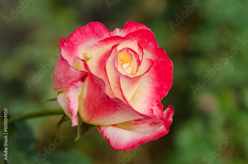 Beautiful pink rose flower with green leaves