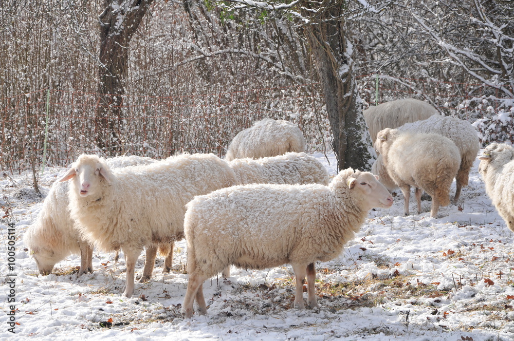 Obraz premium flock, sheep