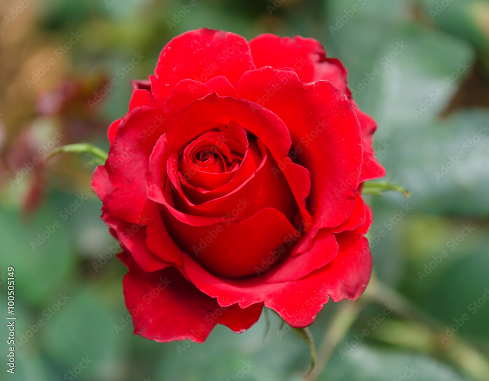 red rose close up red rose close up