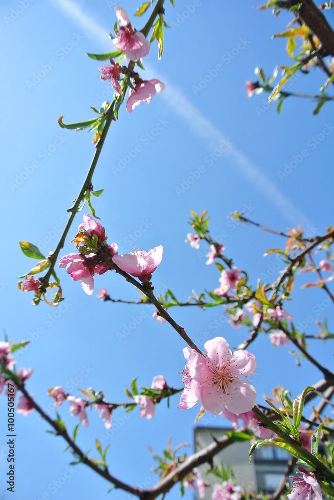 Beautiful pink blossoms on the tree branch against clear blue sky in a city park, on a sunny day in early spring. Concept of spring in urban environment. Beautiful pink blossoms on the tree branch against clear blue sky in a city park, on a sunny day in early spring. Concept of spring in urban environment.