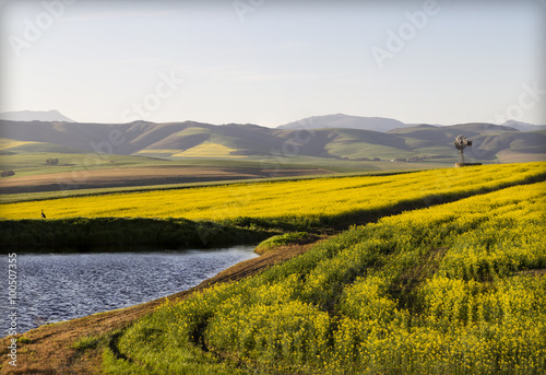 Canola field landscape, with a duck and a windmill in the background