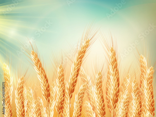 Golden wheat field and sunny day. EPS 10