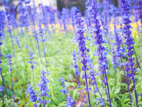 Purple flowers in a field in Thailand