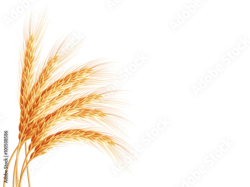 Wheat ears isolated on white background. EPS 10