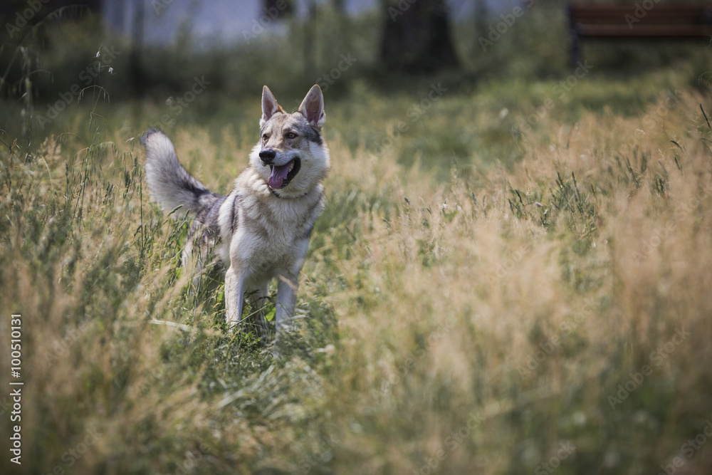 Tschechoslowakischer Wolfhund Tschechoslowakischer Wolfhund