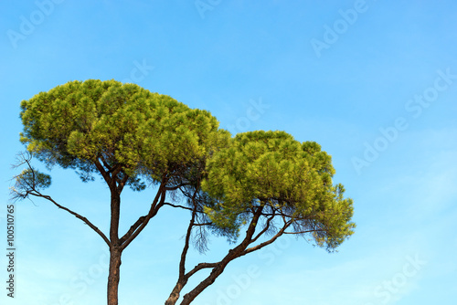 Maritime Pine on Blue Sky / Detail of maritime pine with trunk and green needles on blue clear sky