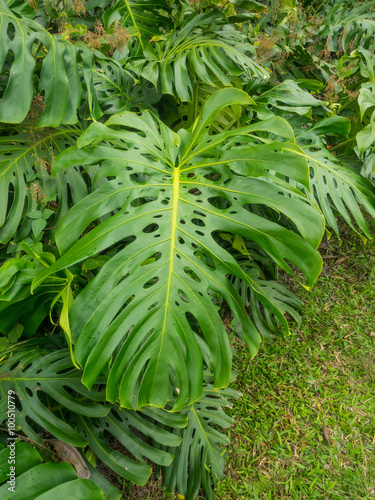 Fruit salad plant photo