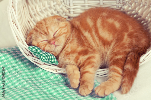 Fototapeta Naklejka Na Ścianę i Meble -  Little red kitten sleeps in a basket