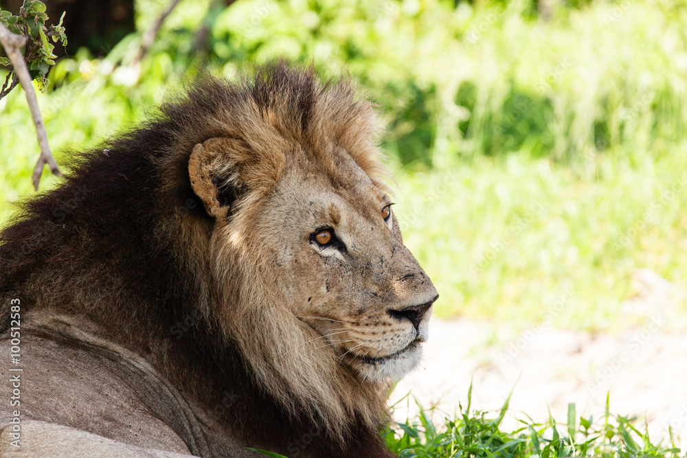 Löwe - (Panthera leo) Löwe - (Panthera leo)