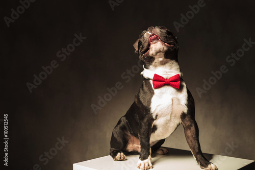 Fototapeta Naklejka Na Ścianę i Meble -  seated french bulldog puppy  wearing bow tie is looking up