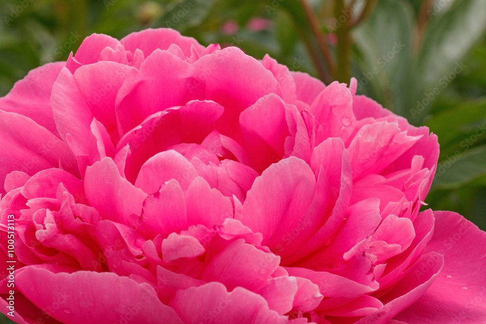 close up of pink peony flower