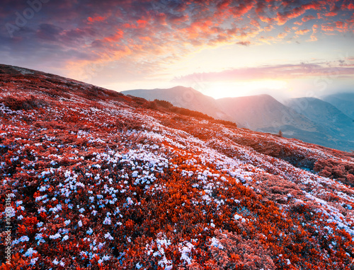 Colorful summer sunset in the Carpathian mountains photo