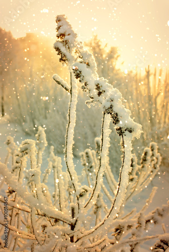 Frozen reed. Winter sunset landscape. 