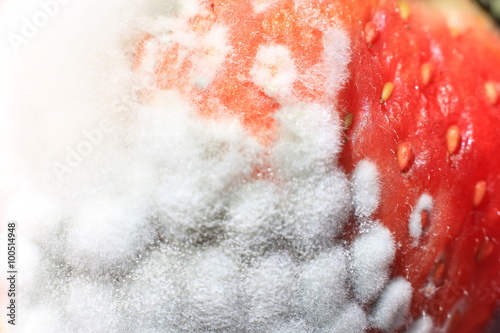 Macro photo of mouldy strawberries covered in white fungus