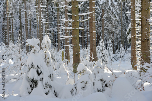 verschneiter Winterwald Ski fahren photo