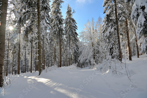 verschneiter Winterwald Ski fahren © sonne_fleckl