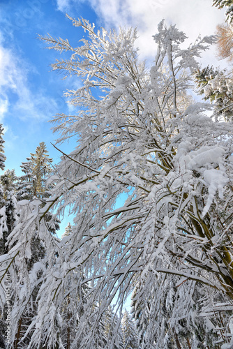 verschneiter Winterwald Ski fahren photo