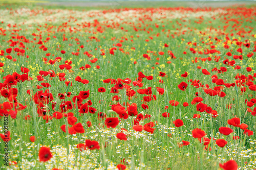 poppy flower meadow landscape spring season