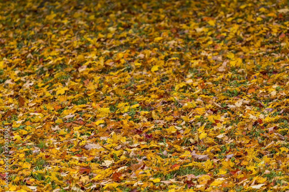 abstract view of colorful fall foliage abstract view of colorful fall foliage