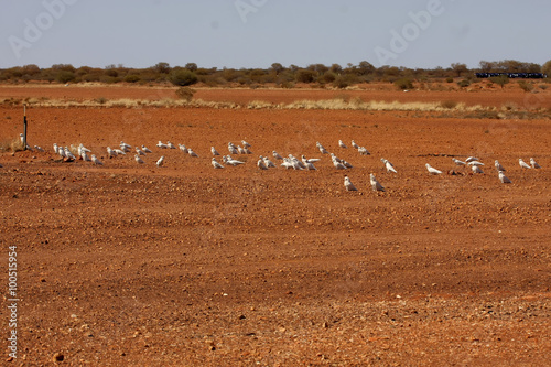 cockatoos collect seeds in the field, Australia