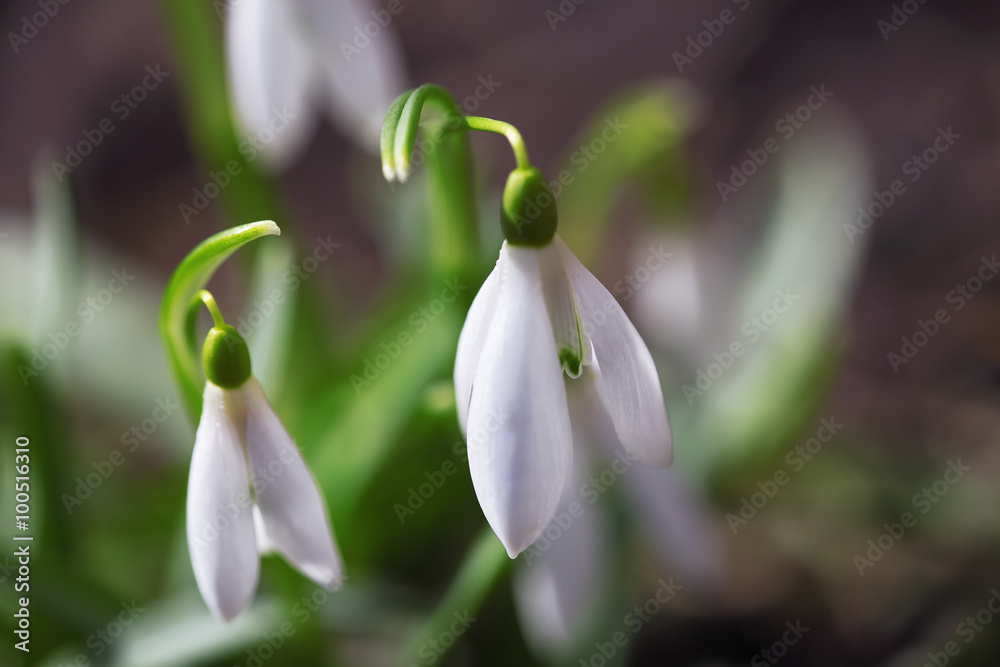 Spring snowdrop flowers blooming in sunny day Spring snowdrop flowers blooming in sunny day