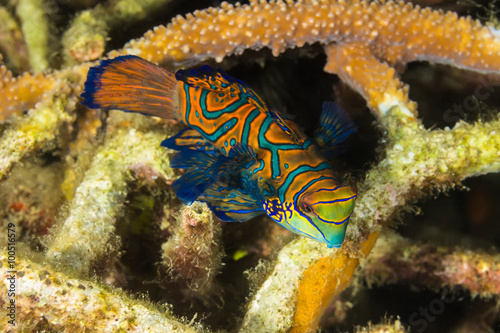 Madarin Fish, Madarin Dragonet photo
