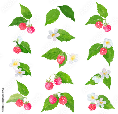 Watercolor raspberry clipart