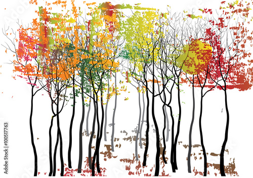 trees  autumn season ,colorful leaves in forest for background