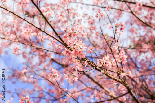  Wild Himalayan Cherry