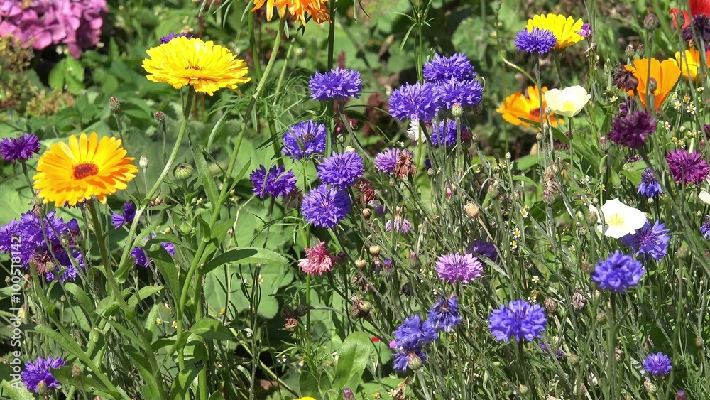 colorful Summer flowers colorful Summer flowers
