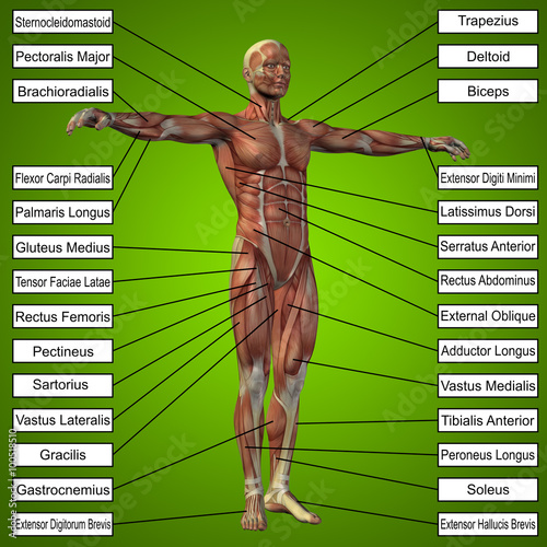 3D human male anatomy with muscles and text photo