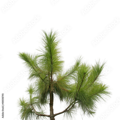 green pine tree, isolated over white