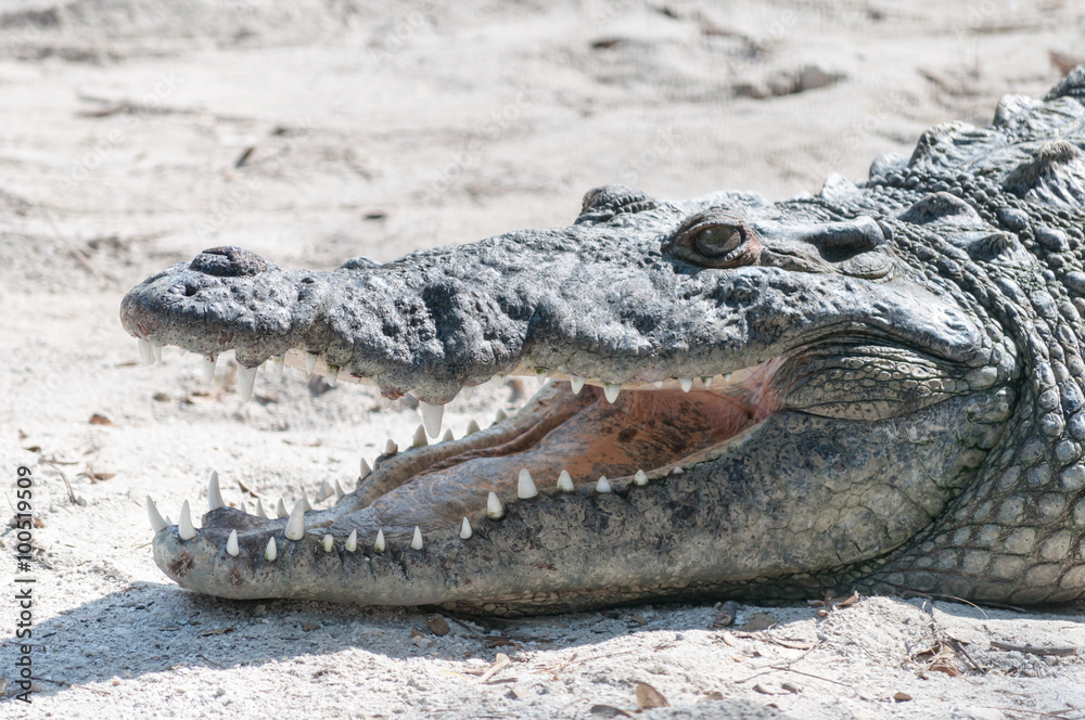 Obraz premium Crocodile Smile