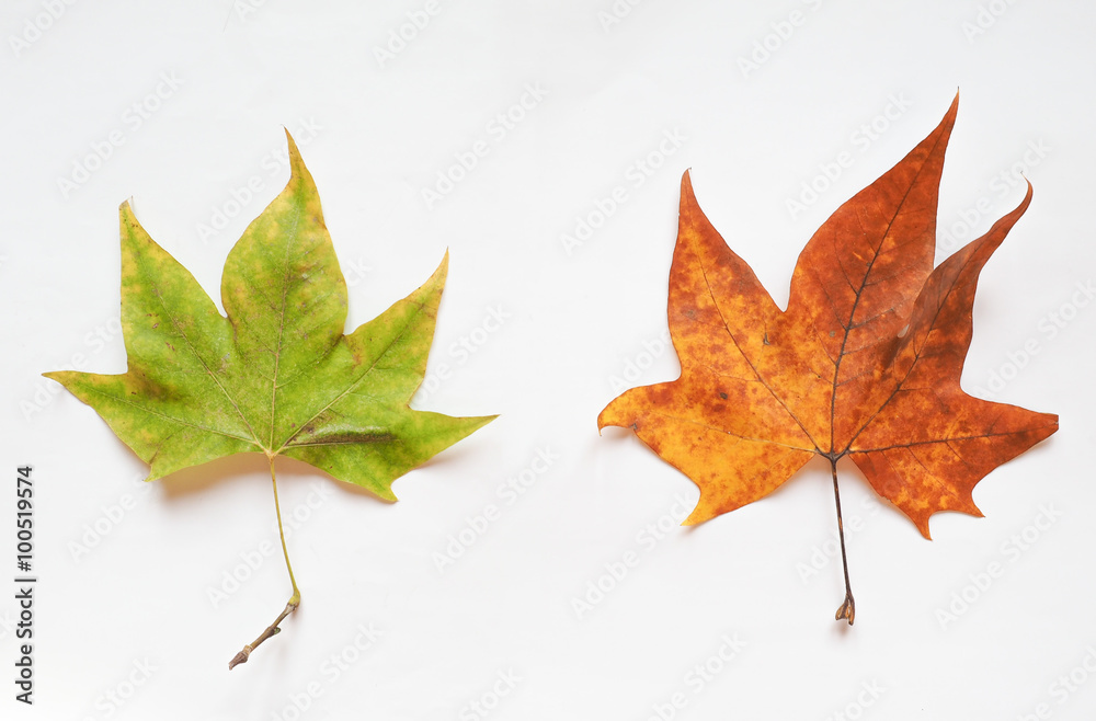 Plane tree leaf