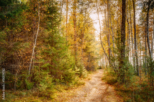 Path lane way pathway in beautiful wild autumn forest © Grigory Bruev
