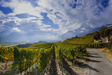 Weinreben im Schweizer Rhonetal, Wallis