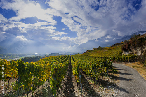 Quadro em tela Weinreben im Schweizer Rhonetal, Wallis