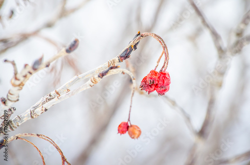 зимние ягоды